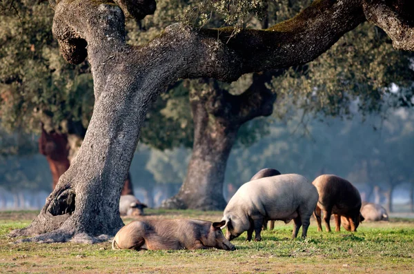 Iberiska grisar bete nära oaks — Stockfoto