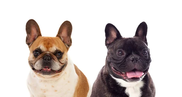 Twee Schattige Kleine Bulldog Honden Geïsoleerd Witte Achtergrond — Stockfoto