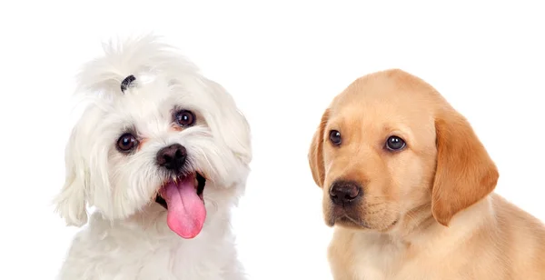 Dwa Śliczne Małe Psy Białym Tle — Zdjęcie stockowe