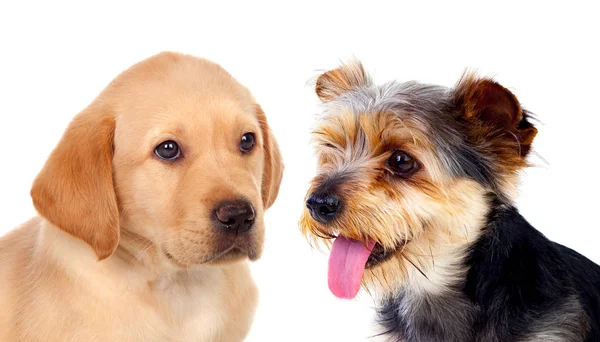 Twee Schattige Kleine Honden Geïsoleerd Witte Achtergrond — Stockfoto