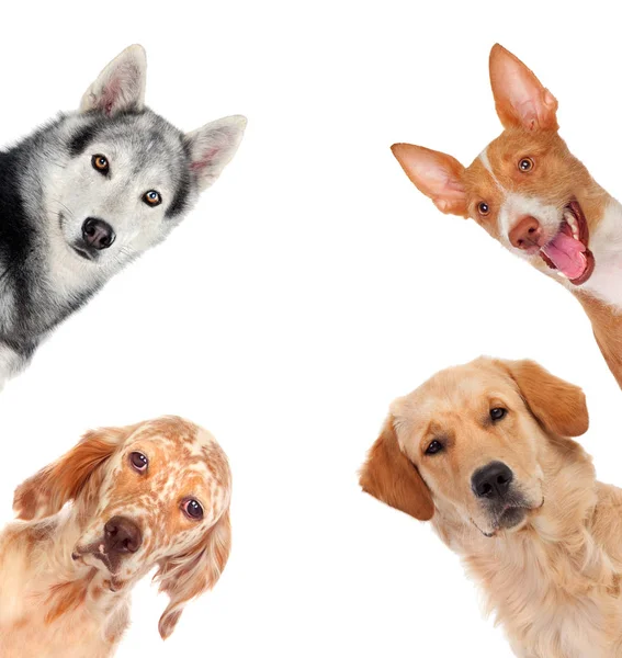 Studioporträt Von Niedlichen Verschiedenen Hunden Isoliert Auf Weißem Hintergrund — Stockfoto