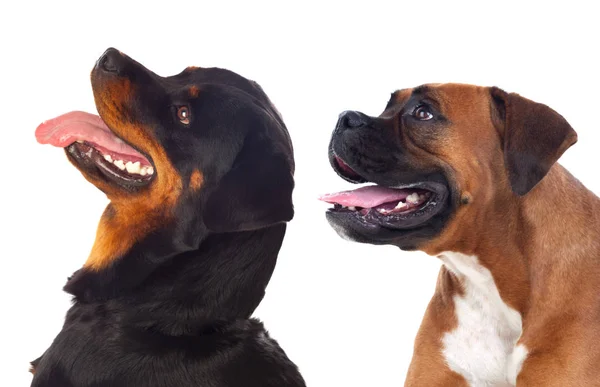 Dois Cães Grandes Isolados Fundo Branco — Fotografia de Stock