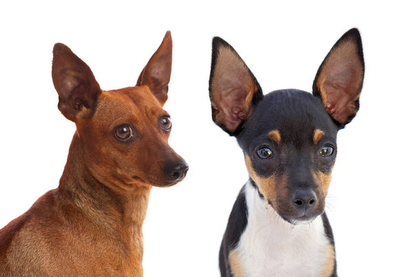 two small dogs with funny big ears isolated on white background