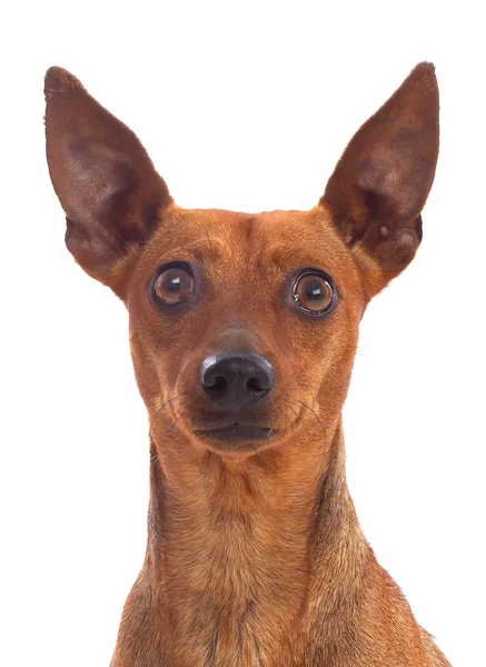 白色背景的大耳朵的滑稽的狗 — 图库照片