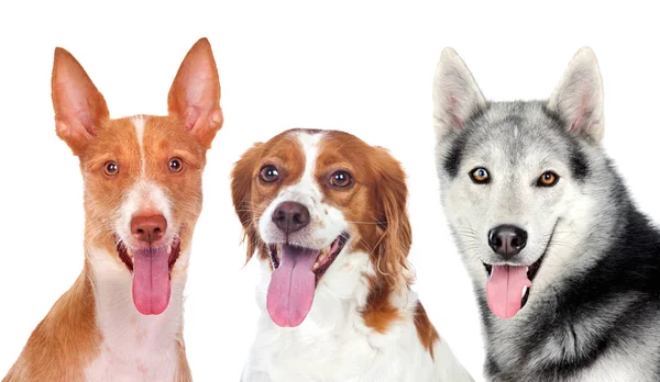 Tres Lindos Perros Diferentes Aislados Sobre Fondo Blanco — Foto de Stock