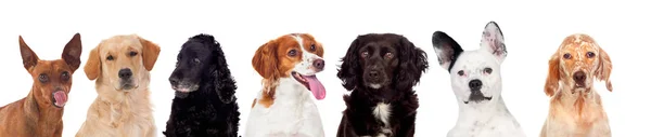 Retrato Estúdio Cães Diferentes Bonitos Isolados Fundo Branco — Fotografia de Stock