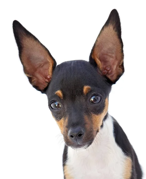 Смішний Собака Великими Вухами Ізольований Білому Тлі — стокове фото