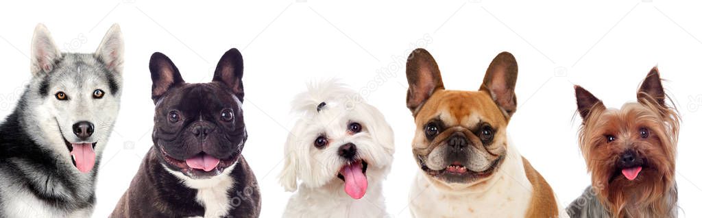 adorable different dogs isolated on white background