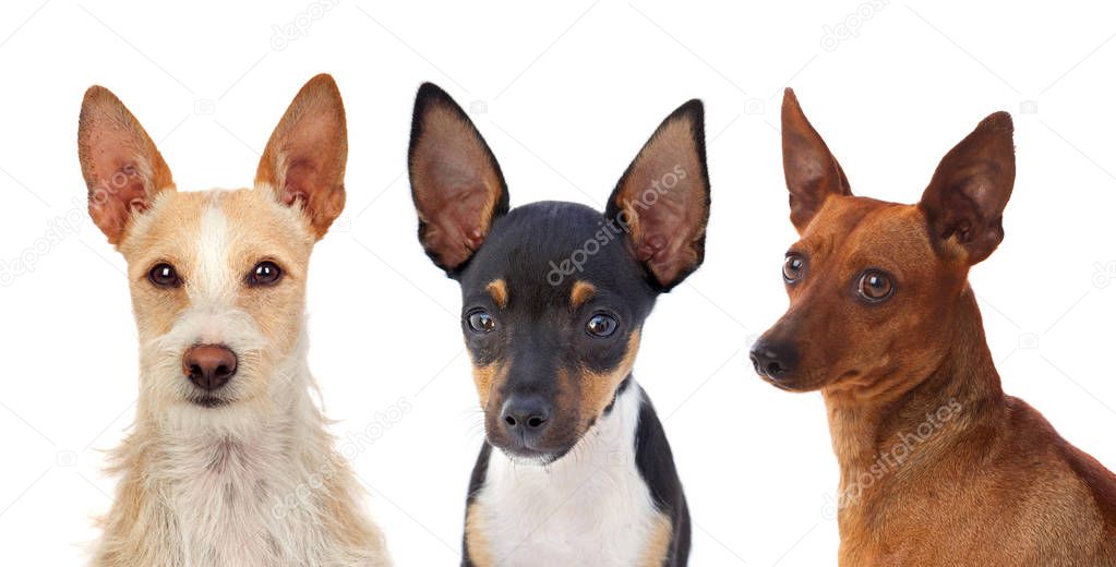 three small dogs with funny big ears isolated on white background