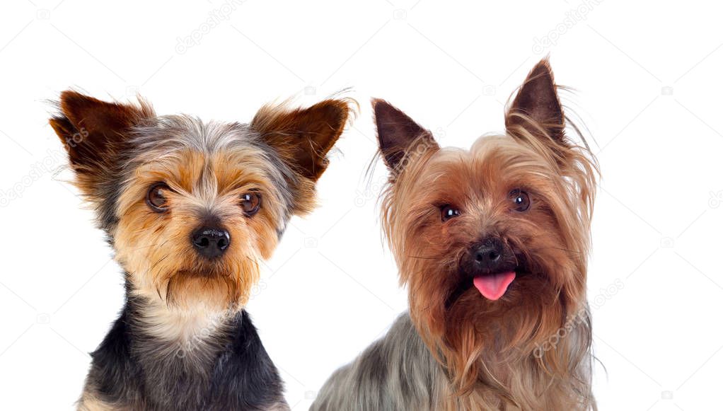 studio portrait of two small different dogs isolated on white background