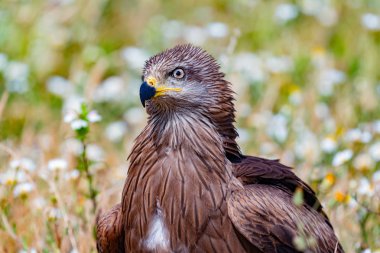 Kahverengi bir uçurtmanın yakın plan portresi. 