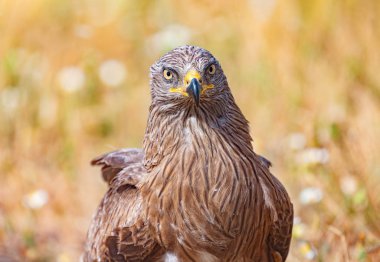 Kahverengi bir uçurtmanın yakın plan portresi. 