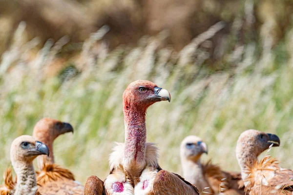Vultures in the nature between high grass — Stock Photo, Image