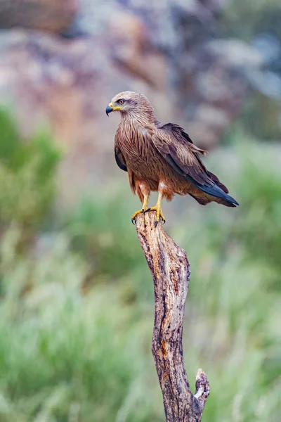 Adult of kite on a natural innkeeper — Stock Photo, Image