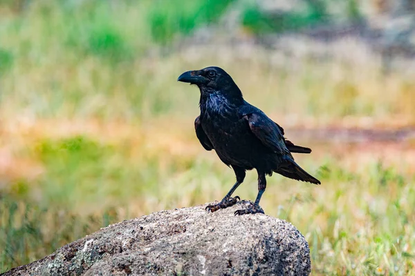 Helles schwarzes Gefieder einer Krähe — Stockfoto
