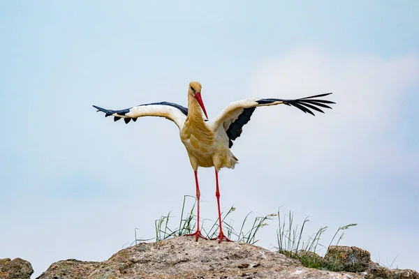 Elegant vit stork — Stockfoto