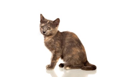 Güzel küçük kahverengi kedi kameraya bakıyor.