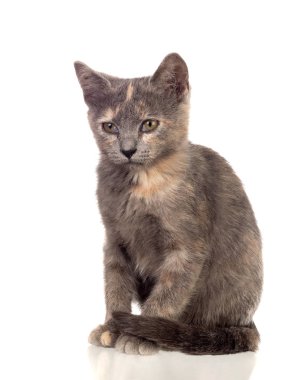 Güzel küçük kahverengi kedi kameraya bakıyor.