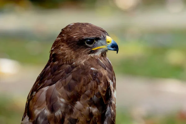 Porträt eines Greifvogels — Stockfoto