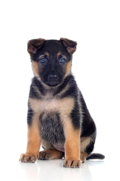 Bel cucciolo con gli occhi azzurri — Foto Stock