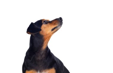 Küçük, zayıf bir köpek 