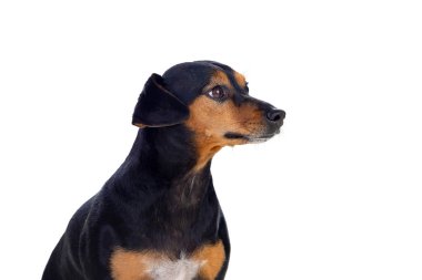 Küçük, zayıf bir köpek 