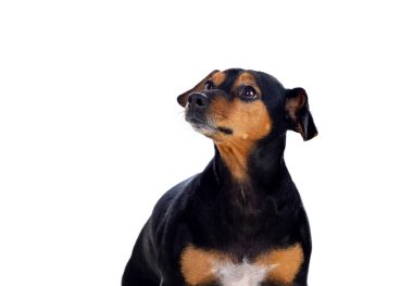 Küçük, zayıf bir köpek 