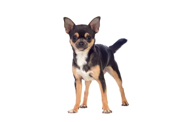 面白い黒Chihuahuaとともに大きな耳 — ストック写真