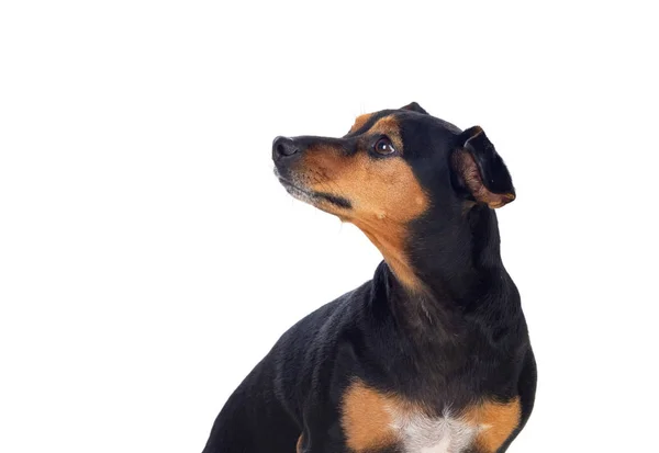 Pequeño perro delgado —  Fotos de Stock