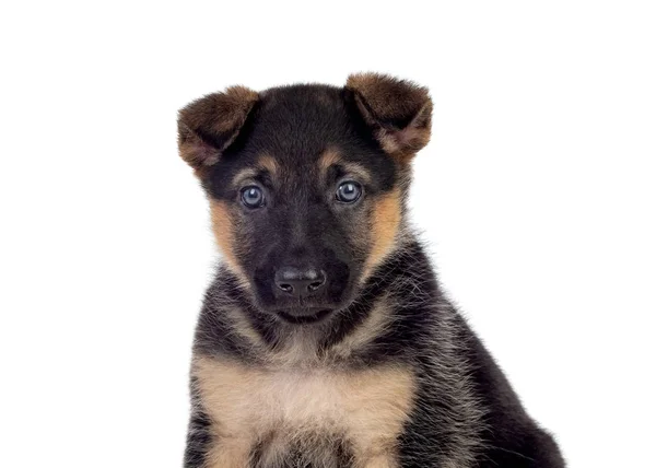 Hezké štěně s modrýma očima — Stock fotografie