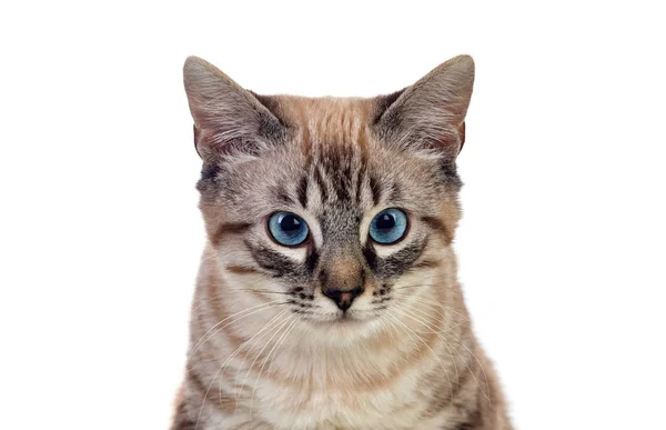 Schöne Katze mit blauen Augen — Stockfoto