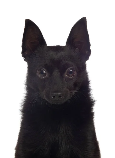 Mistura de cão preto de um chihuahua e uma raça pomeranian — Fotografia de Stock