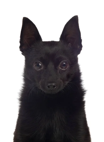 Schwarzer Hundemix aus Chihuahua und Pommerscher Rasse — Stockfoto