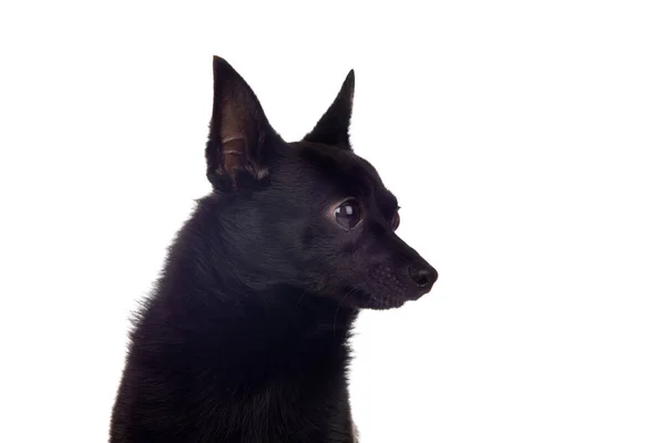 Bir chihuahua ve Pomeranya ırkının siyah köpek karışımı. — Stok fotoğraf