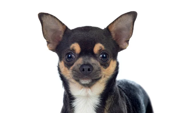 Grappig zwart Chihuahua met grote oren — Stockfoto