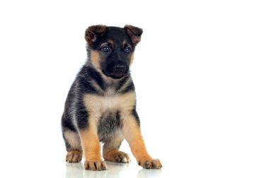 Güzel mavi gözlü köpek yavrusu 