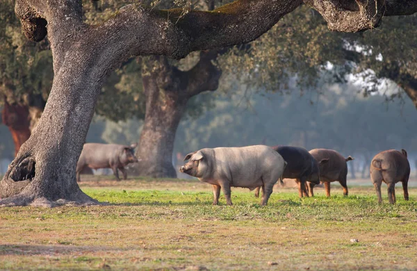 Iberian pigs grazing — Stock Photo, Image