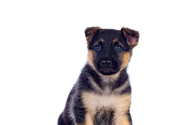 Güzel mavi gözlü köpek yavrusu — Stok fotoğraf