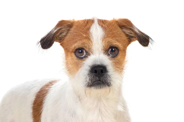 Pequeno cão marrom e branco — Fotografia de Stock