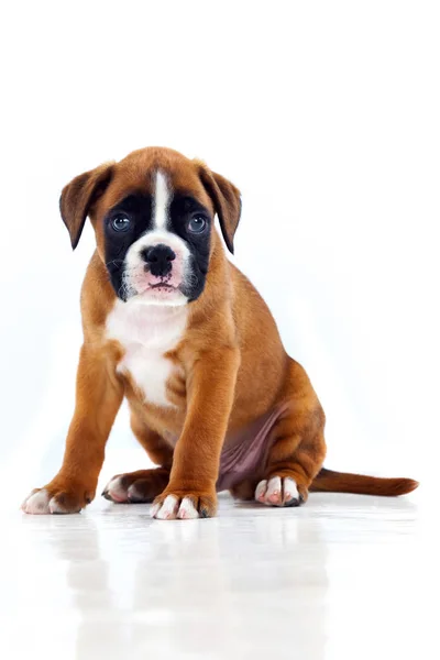Retrato de un adorable cachorro boxeador — Foto de Stock