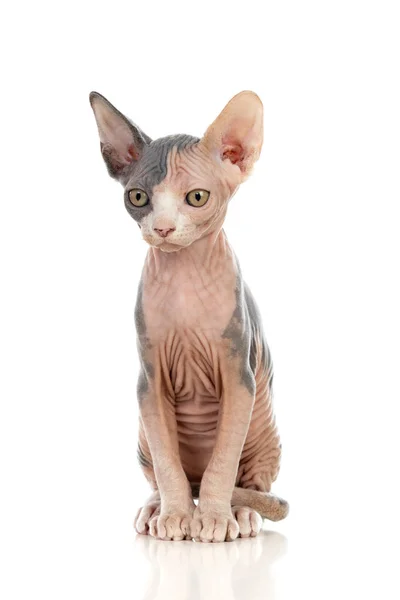 Sphinxkatze — Stockfoto