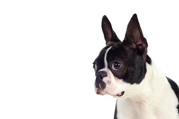 Portret w studiu uroczego bostońskiego terriera — Zdjęcie stockowe