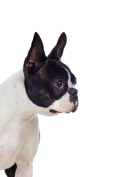 Porträtt i Studio av en söt boston terrier — Stockfoto
