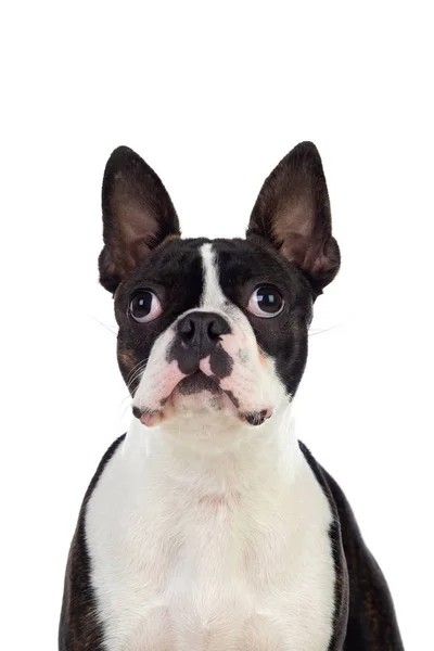Porträt eines niedlichen Boston Terriers im Studio — Stockfoto