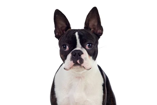 Porträt eines niedlichen Boston Terriers im Studio — Stockfoto