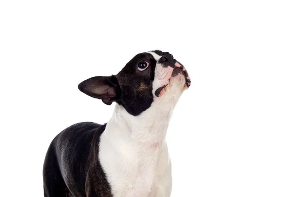 Portret in Studio van een leuke Boston terrier — Stockfoto