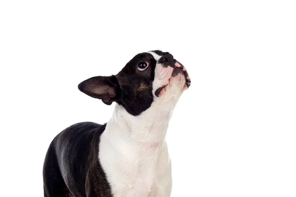 Retrato no Estúdio de um bonito Boston Terrier — Fotografia de Stock