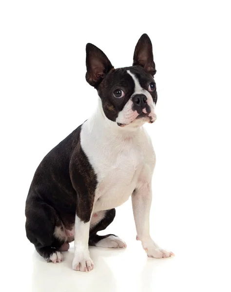 Ritratto in studio di un simpatico boston terrier — Foto Stock