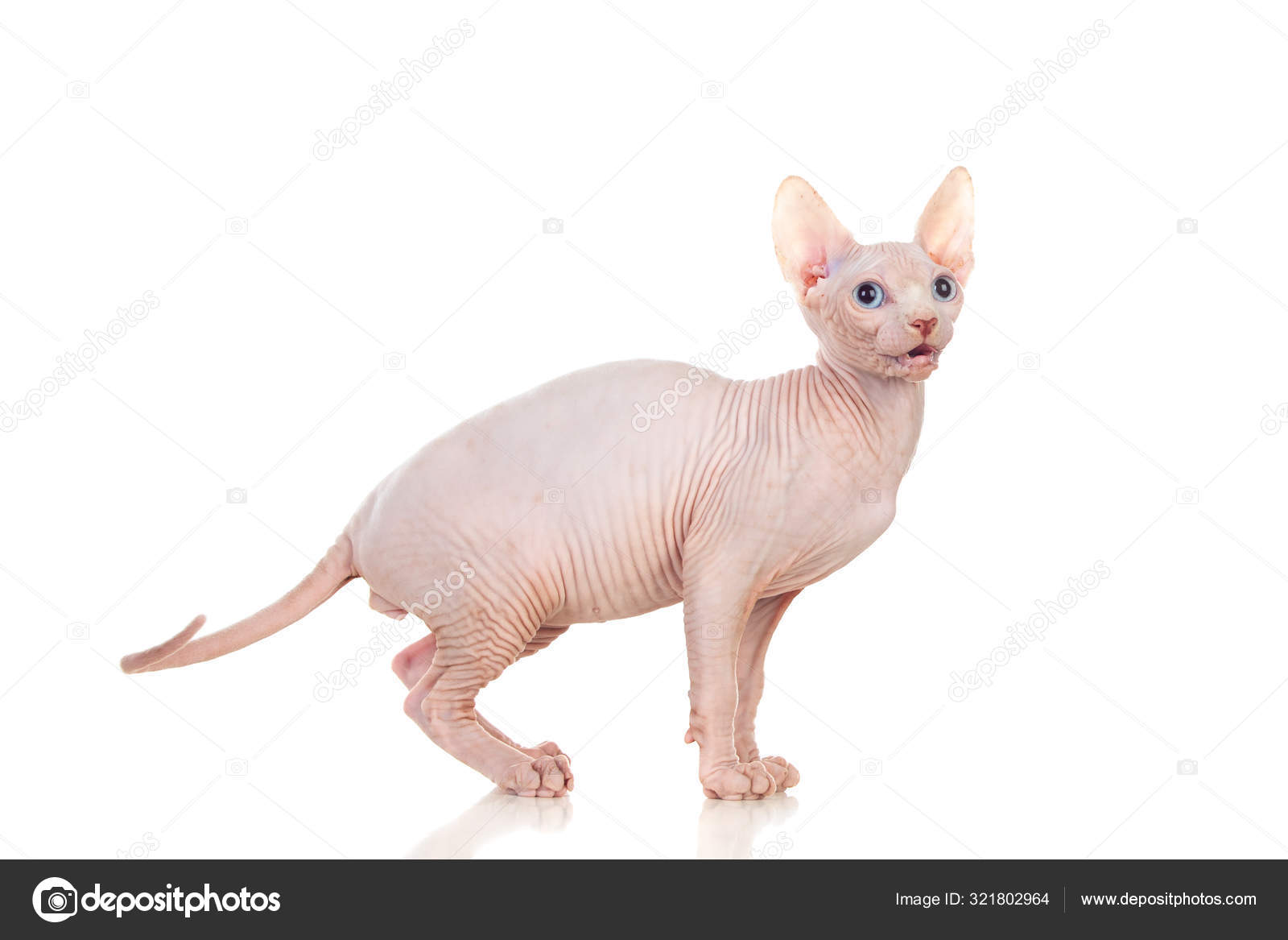 Slim Cat Hair Sphinx Cat Isolated White Background Stock Photo by ©Gelpi  321802964