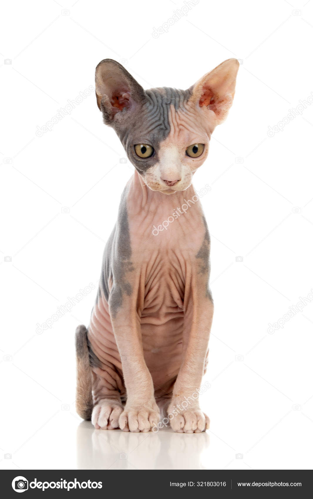 没有毛的瘦猫\, image size:1066x1700